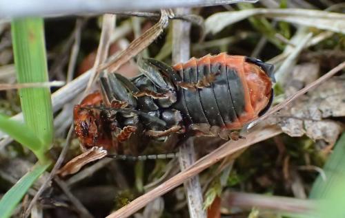 Cantharis fusca